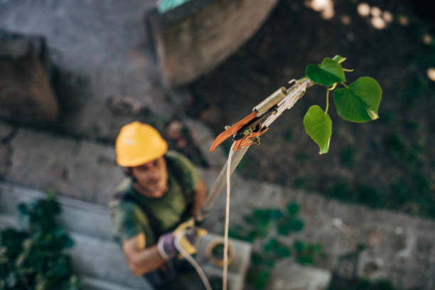 How Our Tree Care Process Works  in Giddings, TX